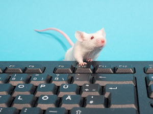 A mouse on a keyboard