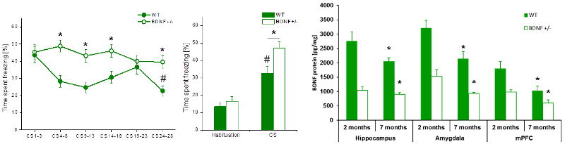 Graphs detailing fear memory in mice