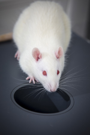 A lab rat